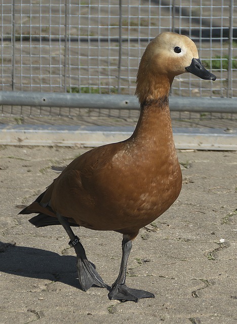 勒布朗 勒布朗
